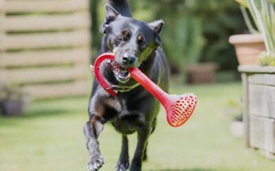 Des promenades à la gestion des déchets : Conseils pour une propriété responsable de chien